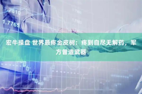宏牛操盘 世界最疼金皮树：疼到自尽无解药，军方曾造武器
